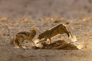 Photo tip of the week: master backlighting with your wildlife images